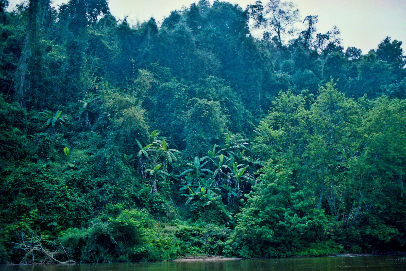 Jungle along the Namtha River, Laos (2001)