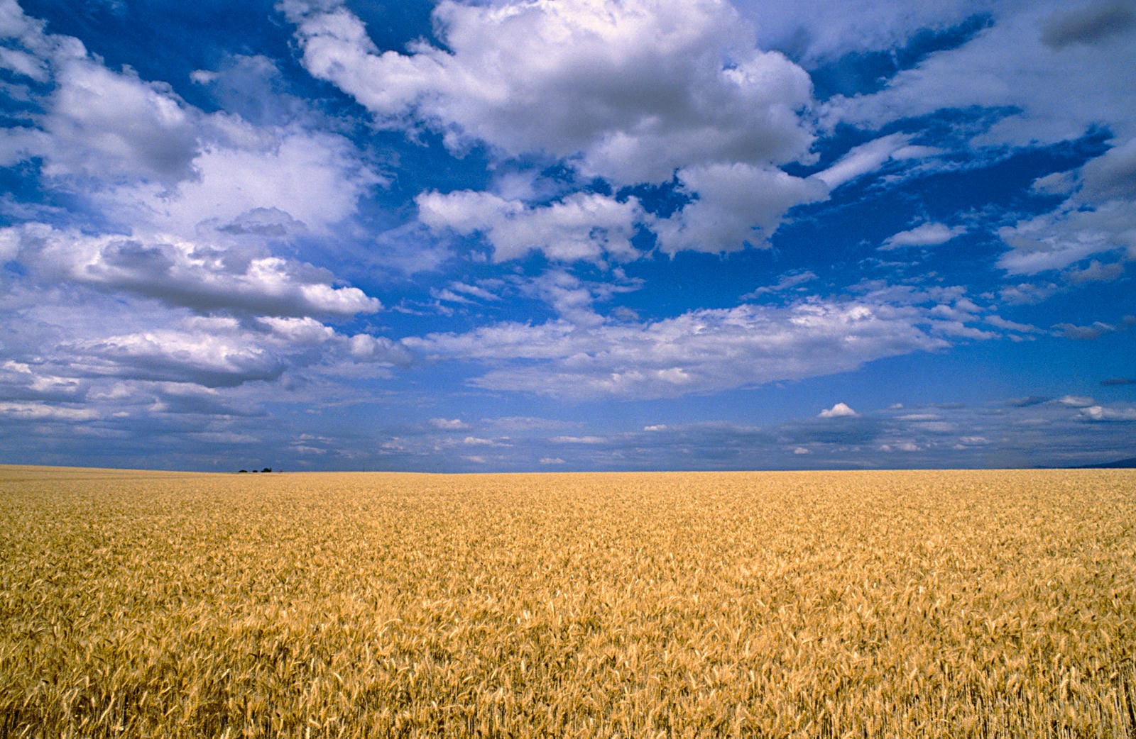 Montana Wheatfield (2002)