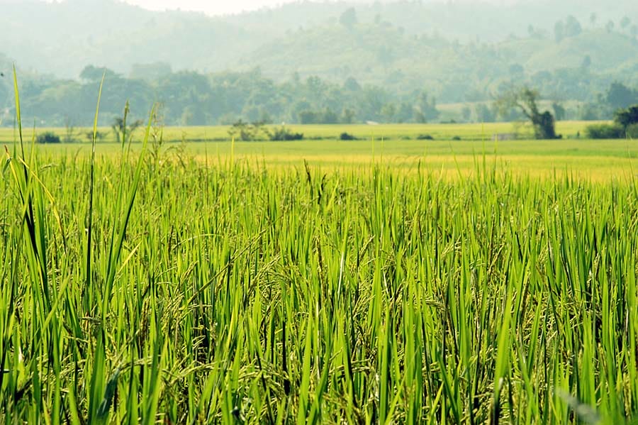 Rice field near Nan, Thailand (2003)